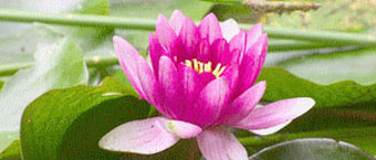 fleur de lotus