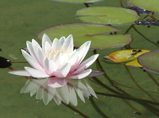 lotus