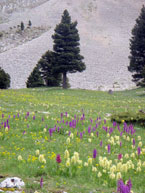 Nature Conscience et Chamanisme