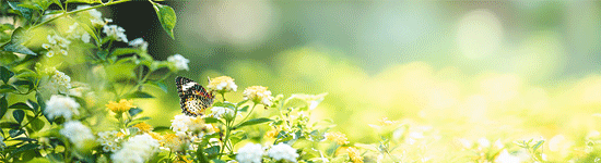 éditions prosveta éditions prosveta